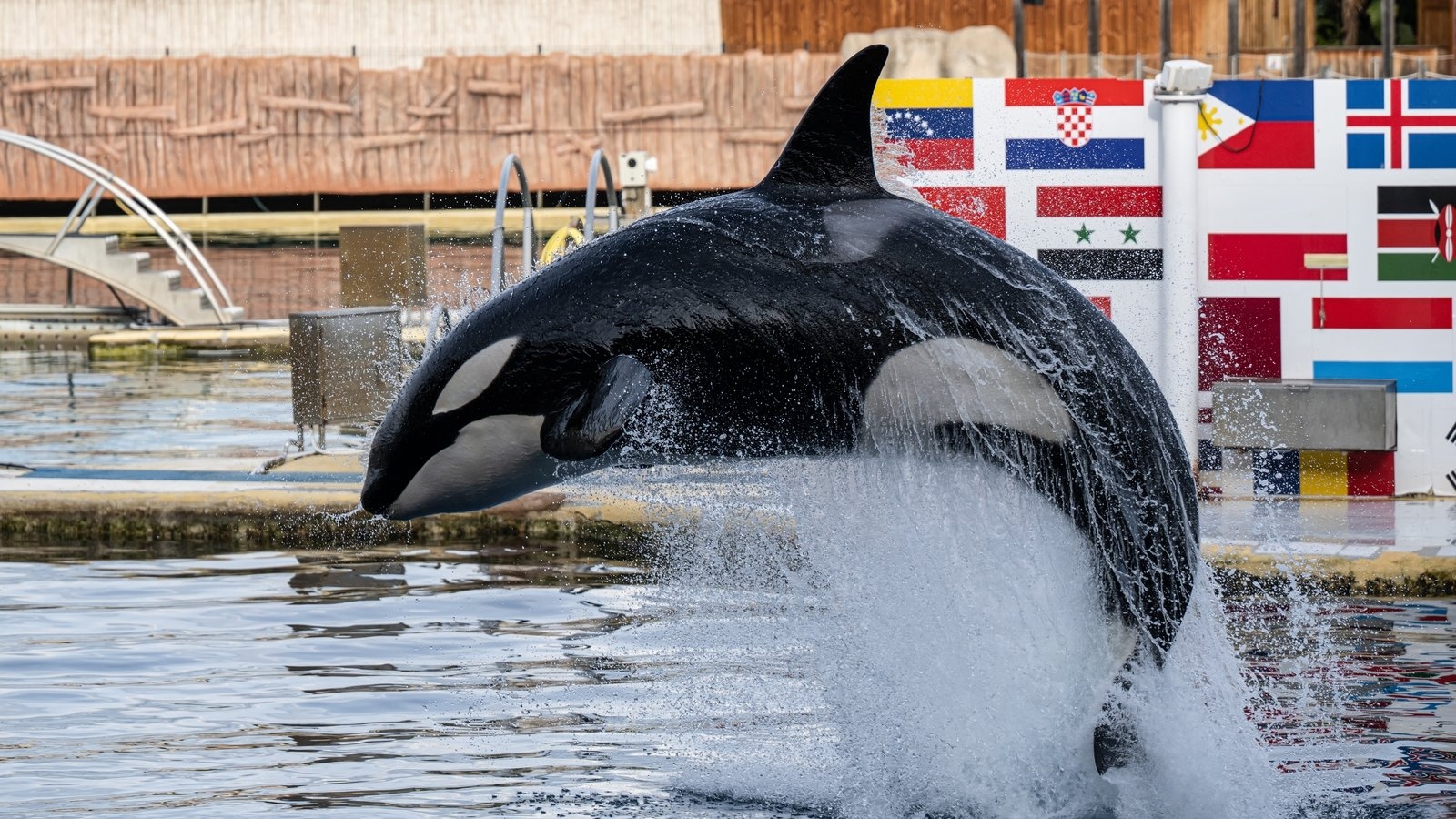 Worry for orcas in French marine park spikes after video