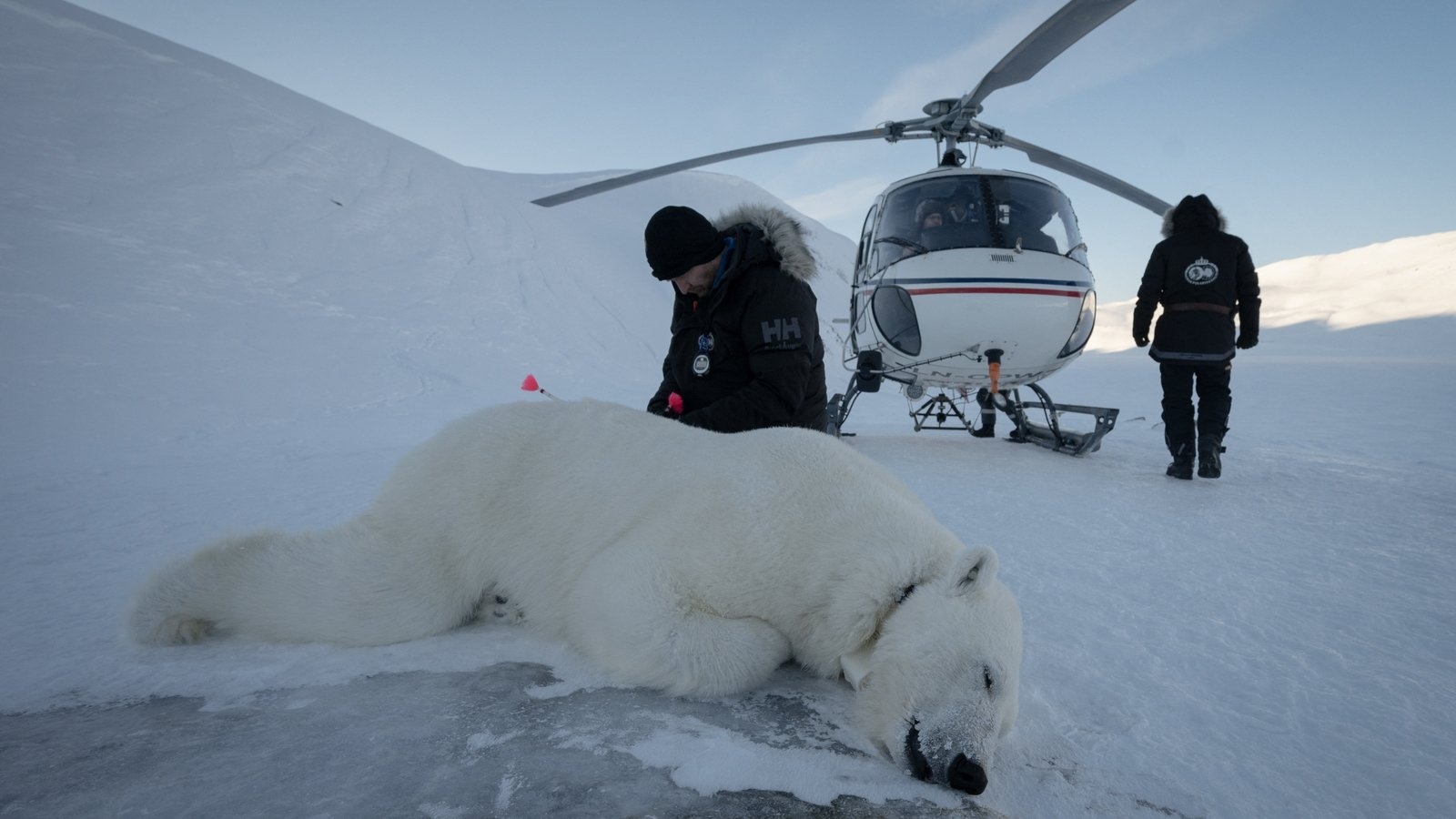 Polar bear biopsies to shed light on Arctic pollutants