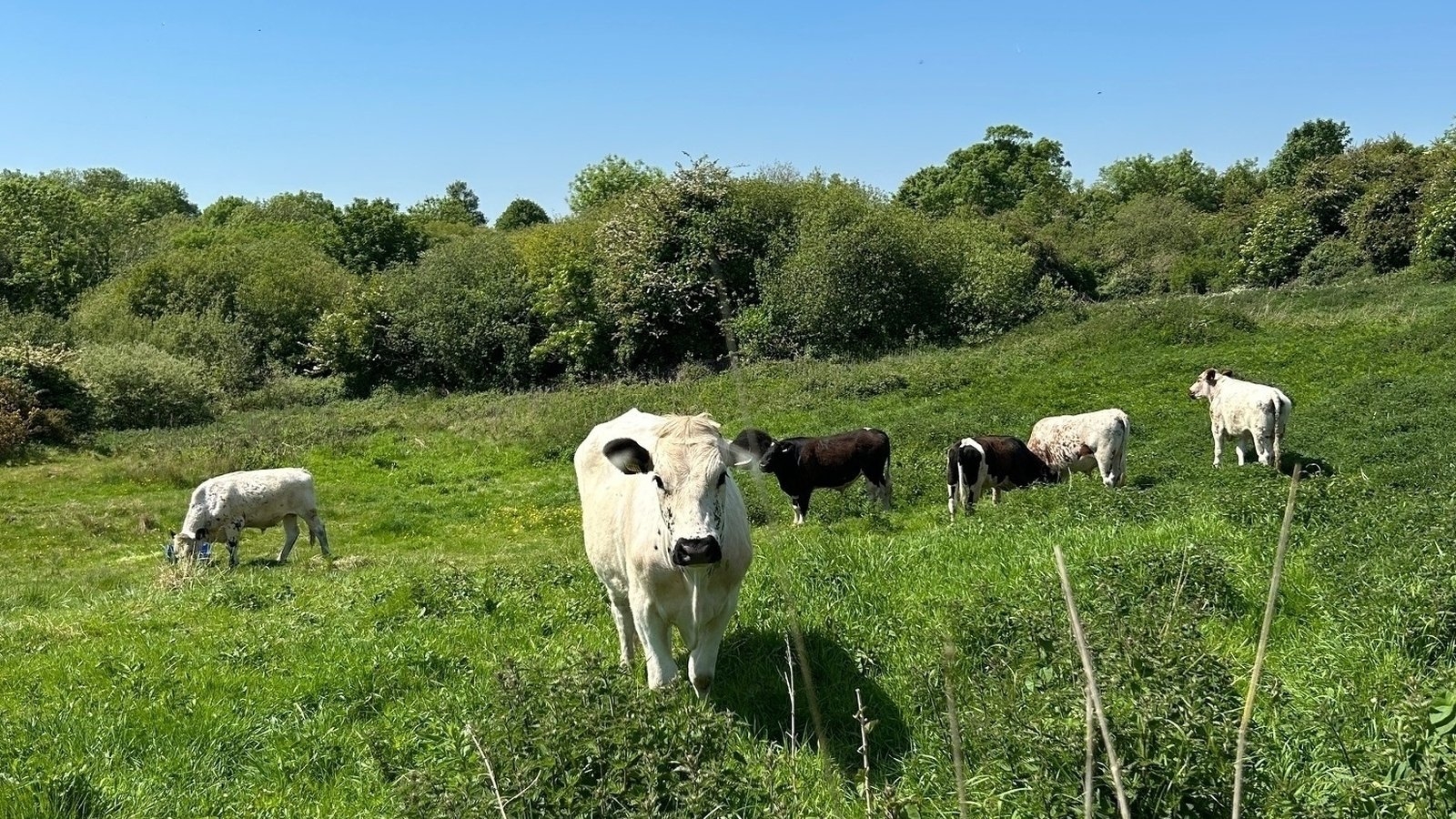 Grazing cattle used for first time in airport biodiversity project