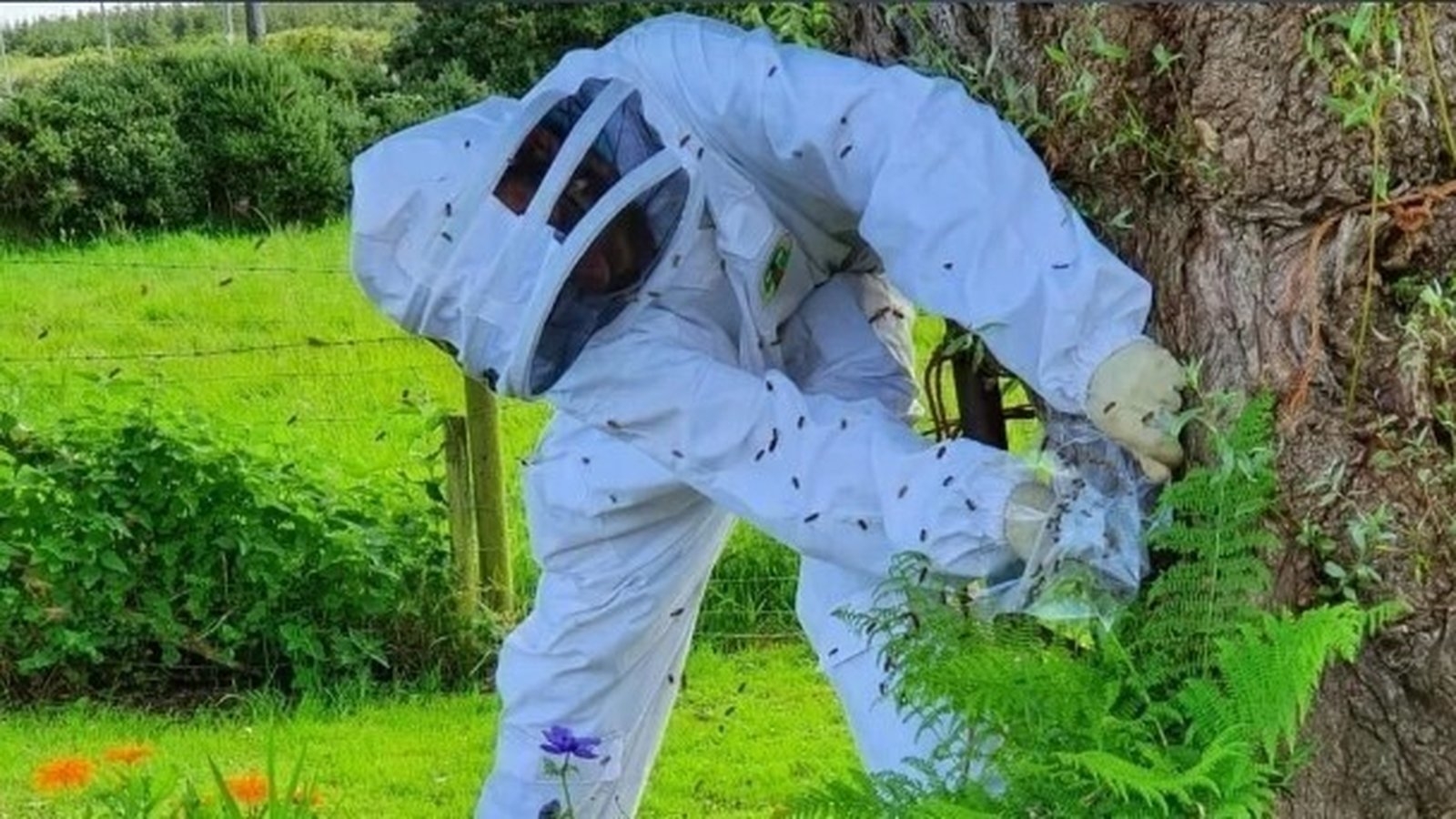Irish scientists leading international wild honey bee research