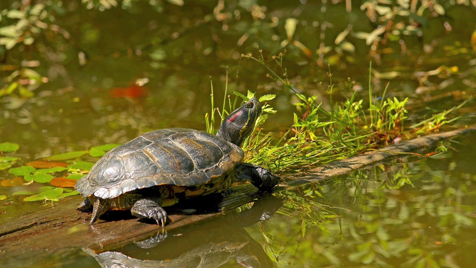 Plan to control invasive species of turtles awarded funding