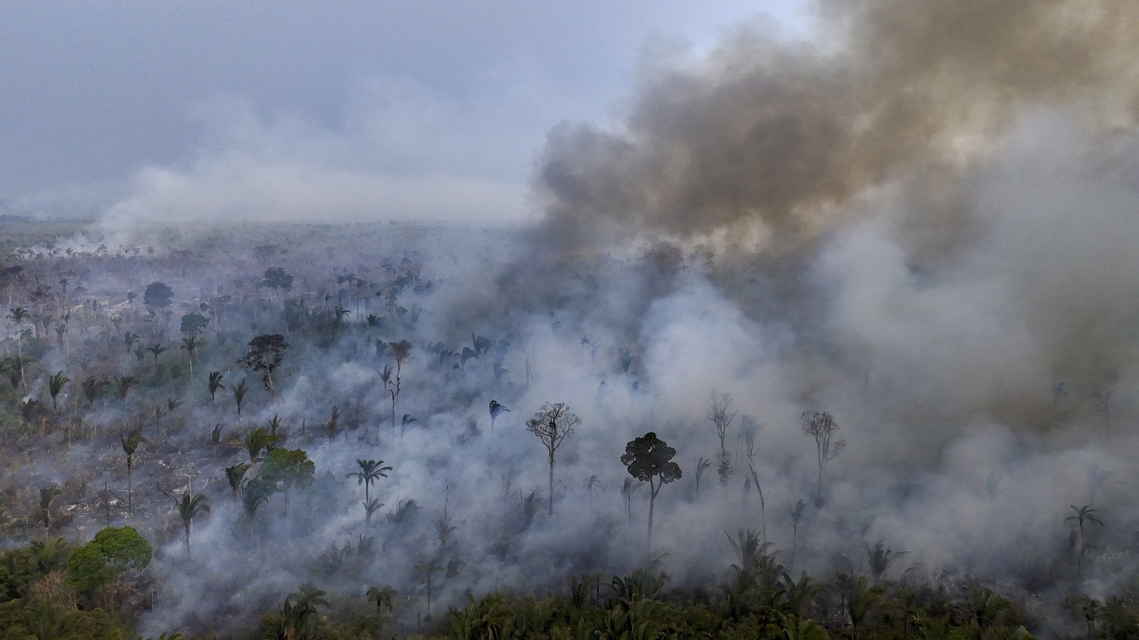 'Red alert': Fires drive tropical forest loss to record high
