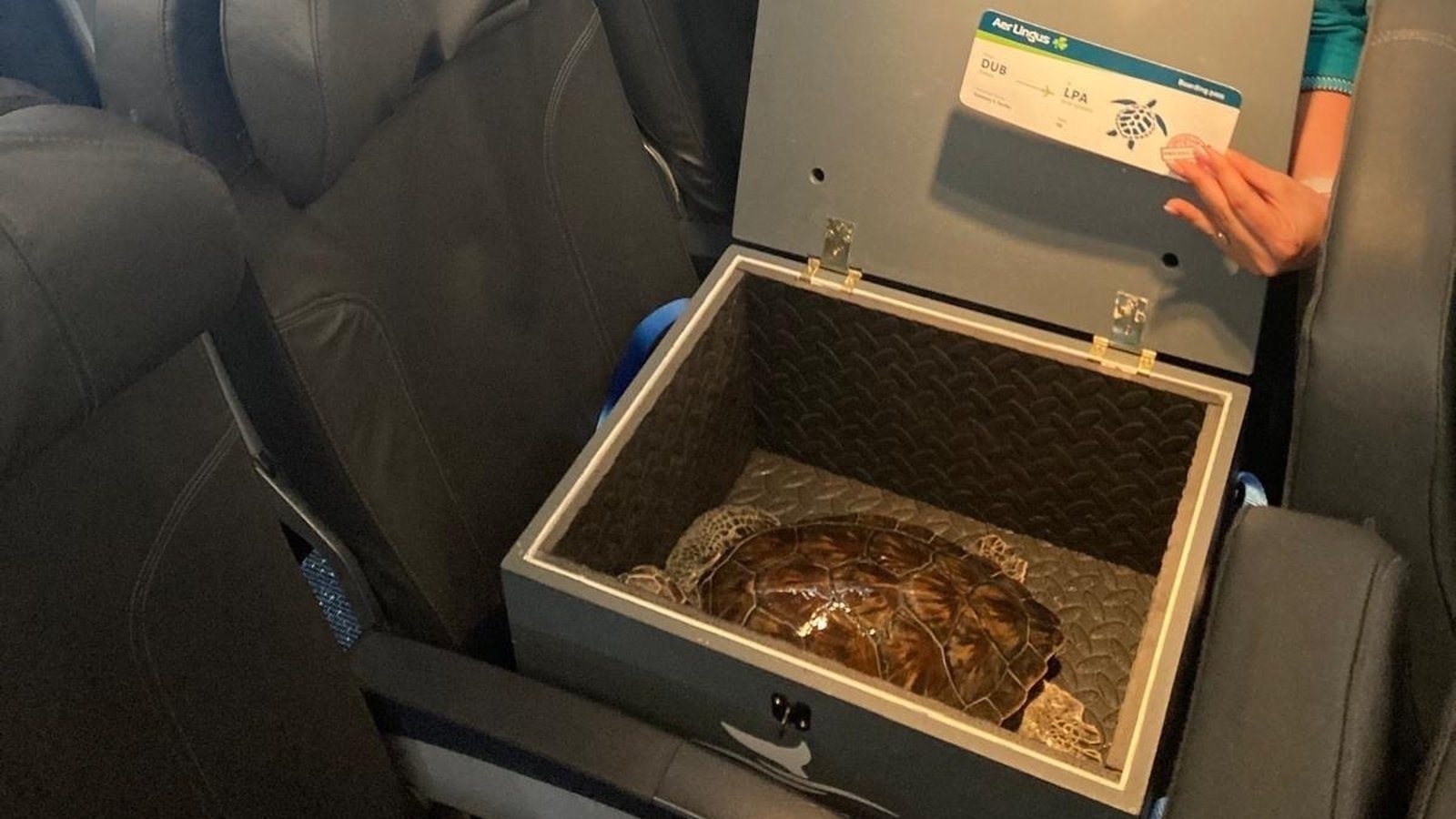 On a wing and a prayer: Turtle on flight home after rehab