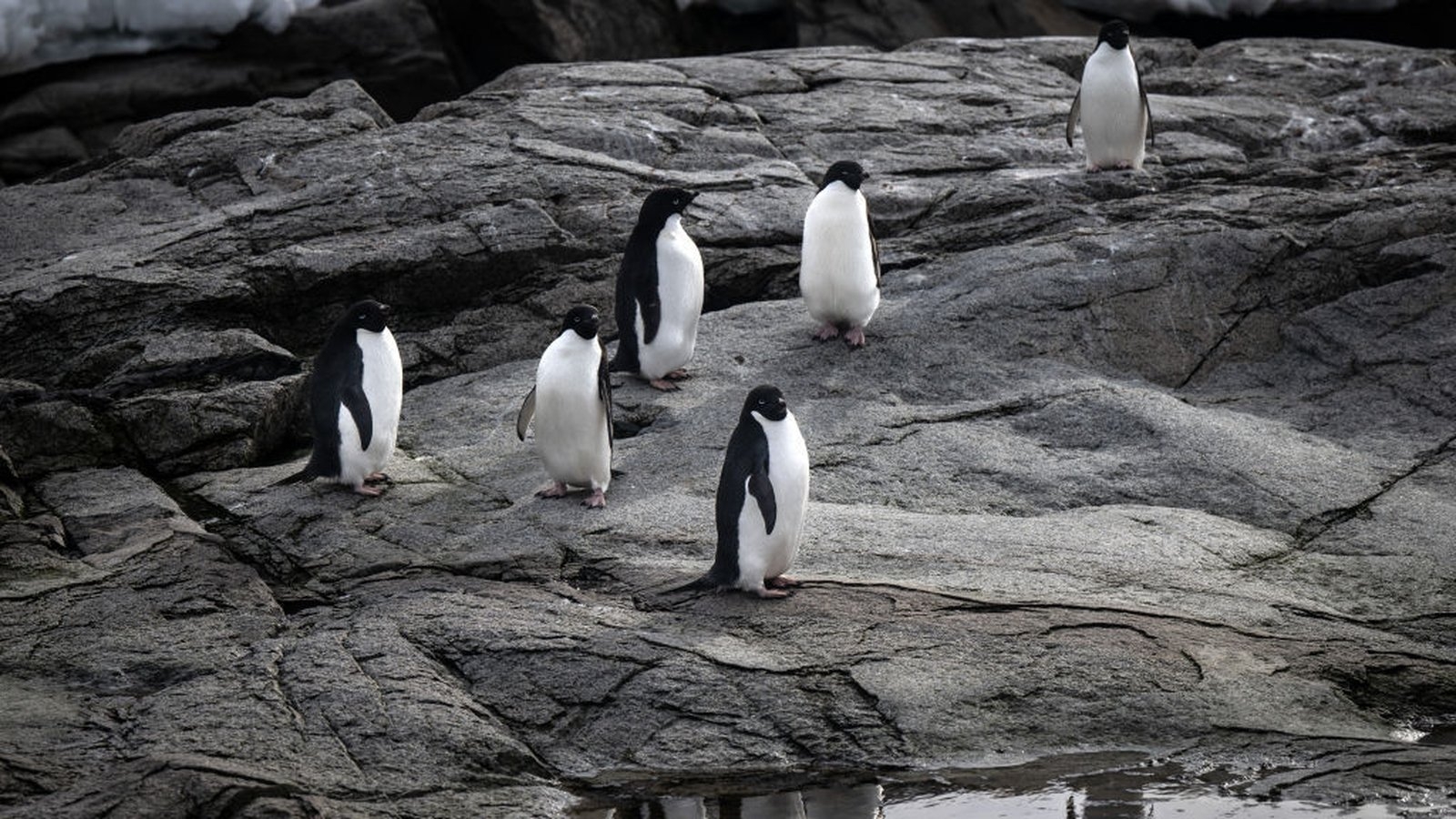 The surprising climate power of penguin poo