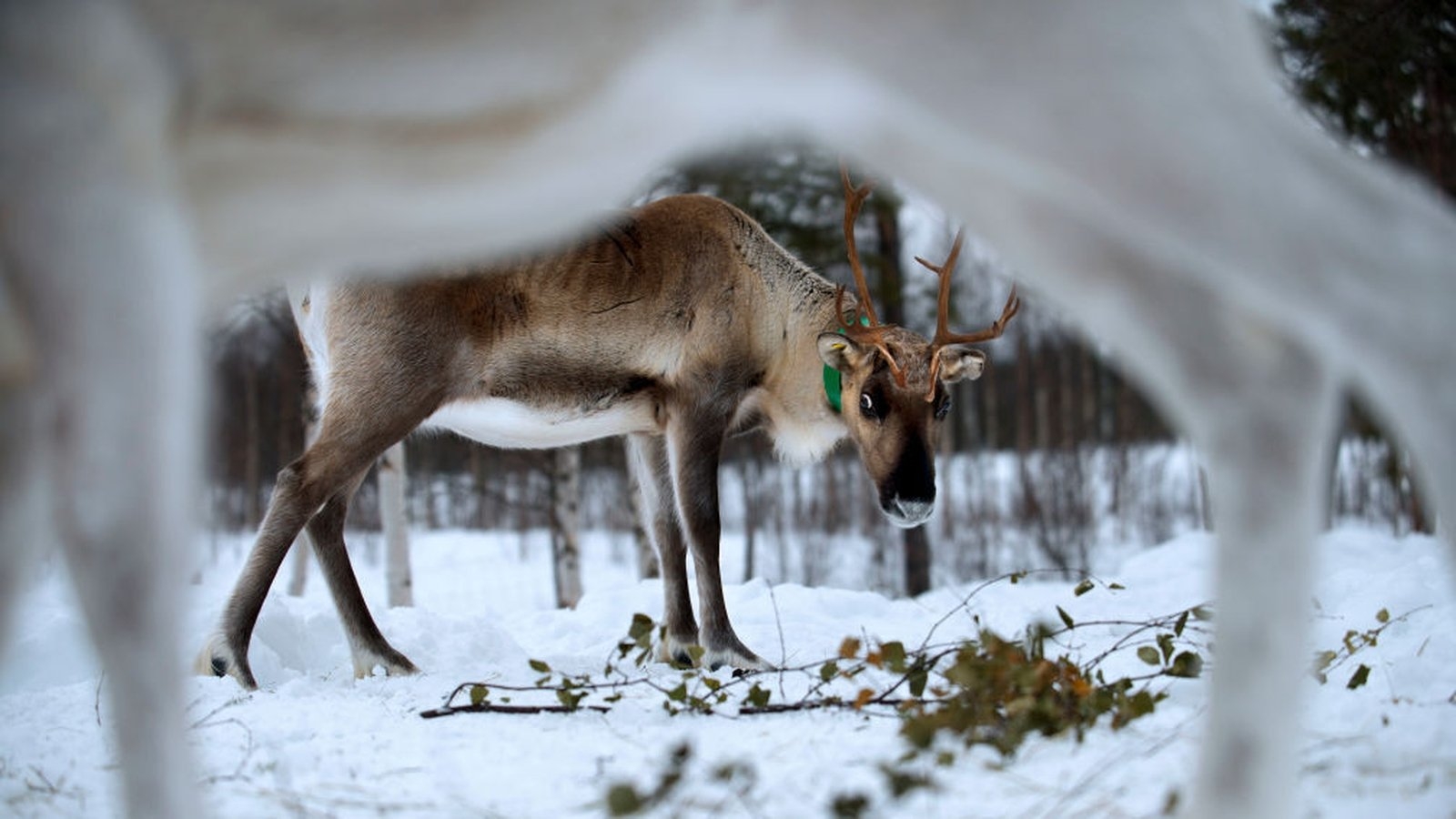 Growing Arctic military presence worries Finnish reindeer herders