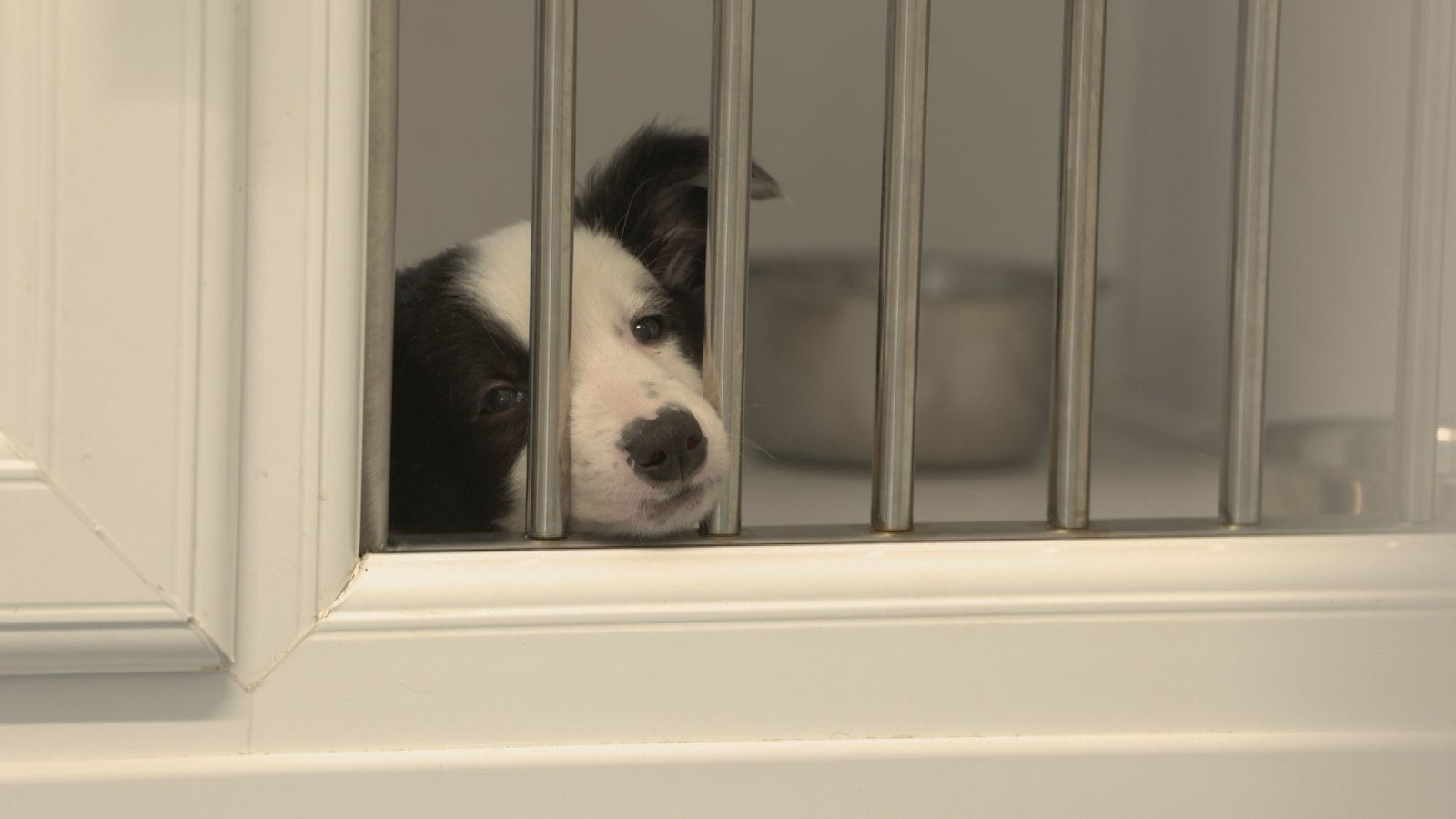 Concern pets becoming victims of domestic abuse