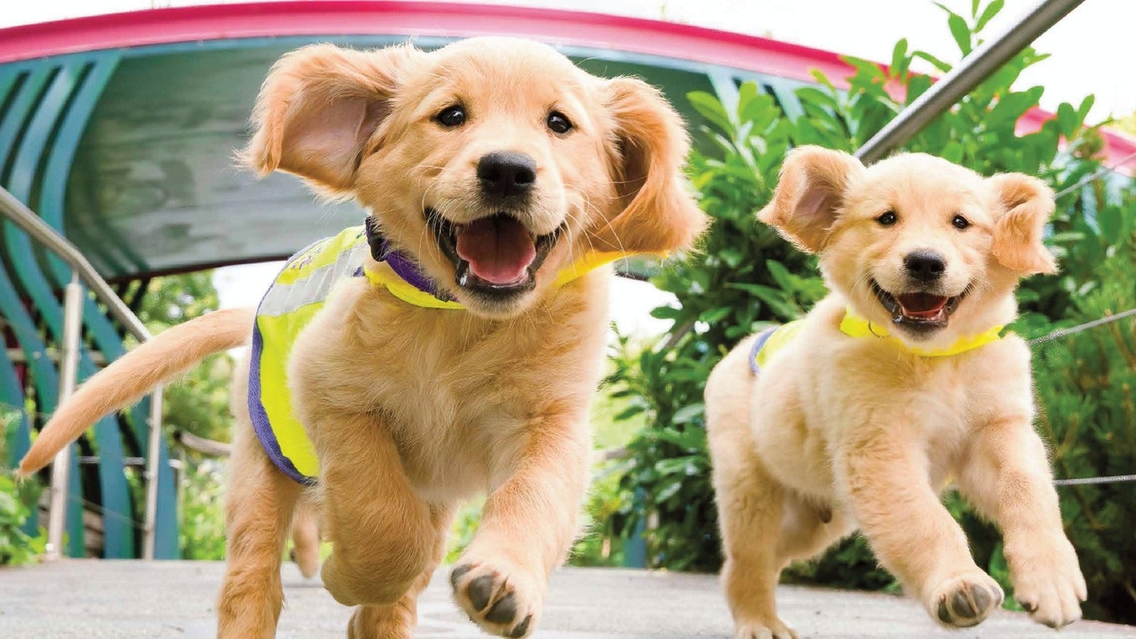 Can dogs help to predict epileptic seizures?