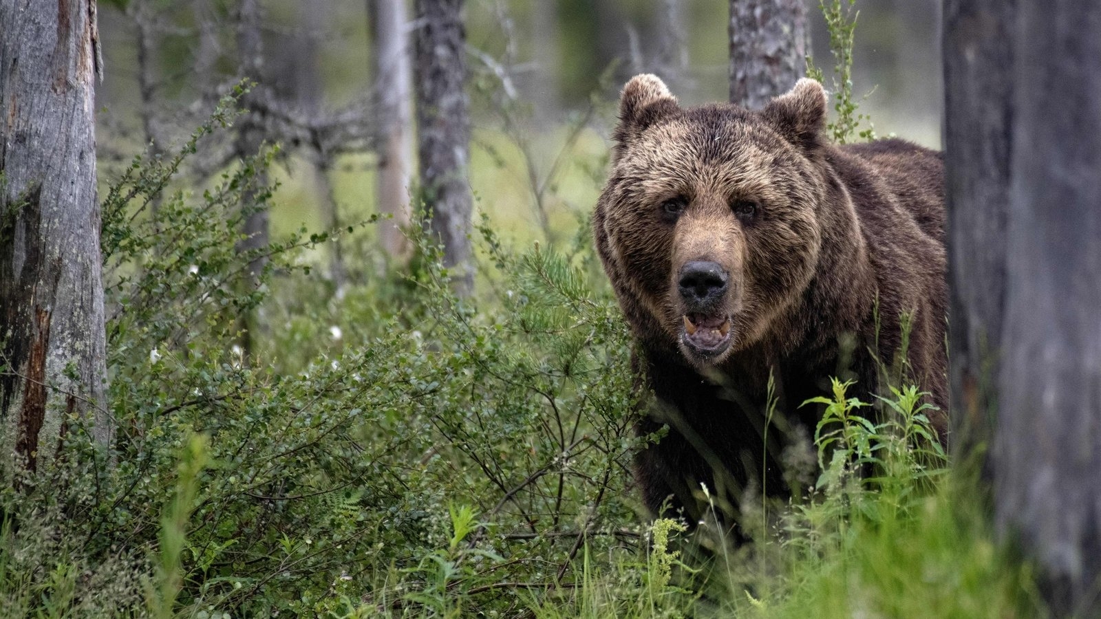 Slovakia allows culled bears to be eaten