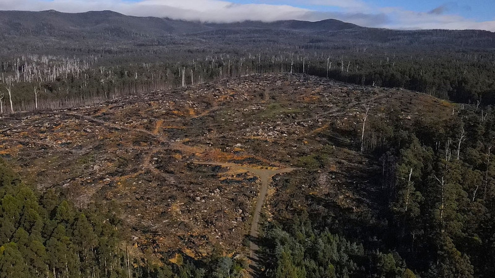 Loggers fell old, native forests on Australian island