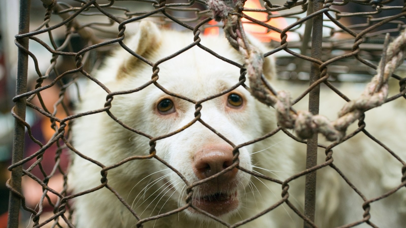Lifetime ban for woman after 'appalling' animal neglect