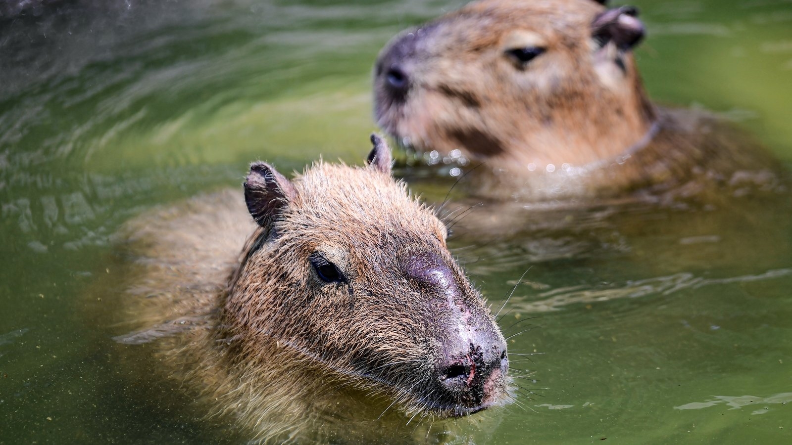 Fugitive capybara caught by China zoo after two months on run