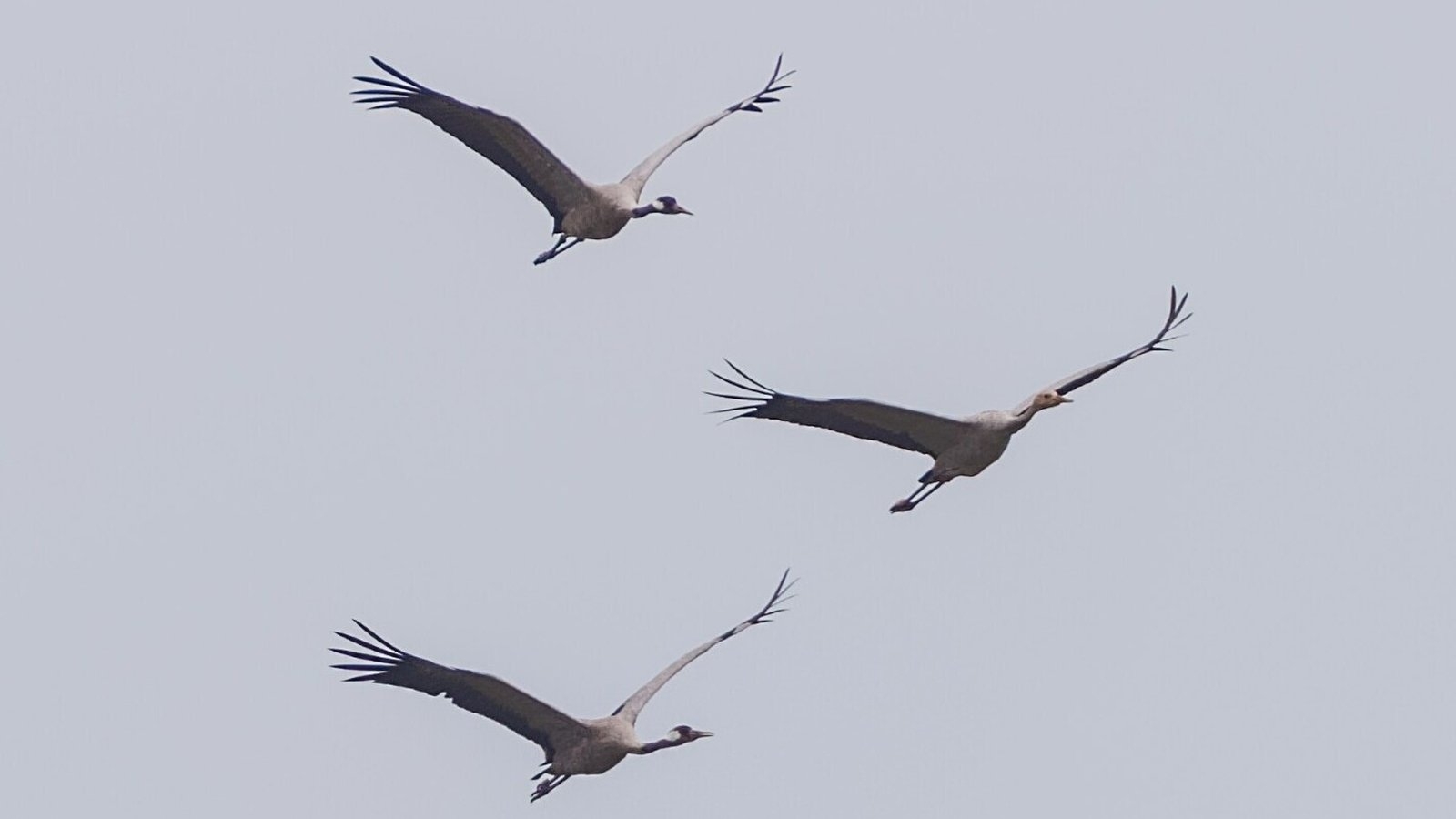 Rare cranes return to Offaly bog for seventh year
