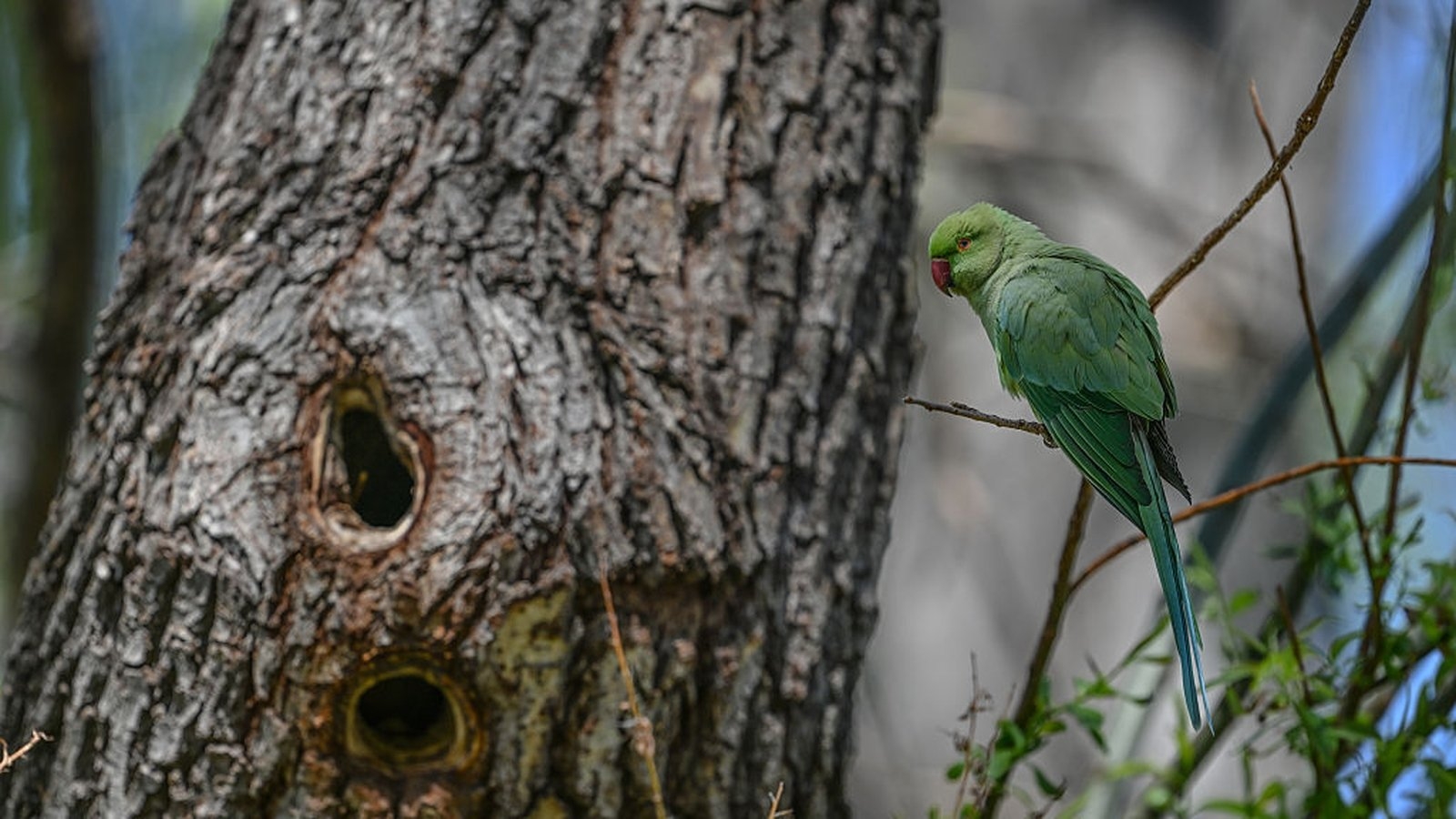 Ecologists concerned at parakeet numbers in Belfast park