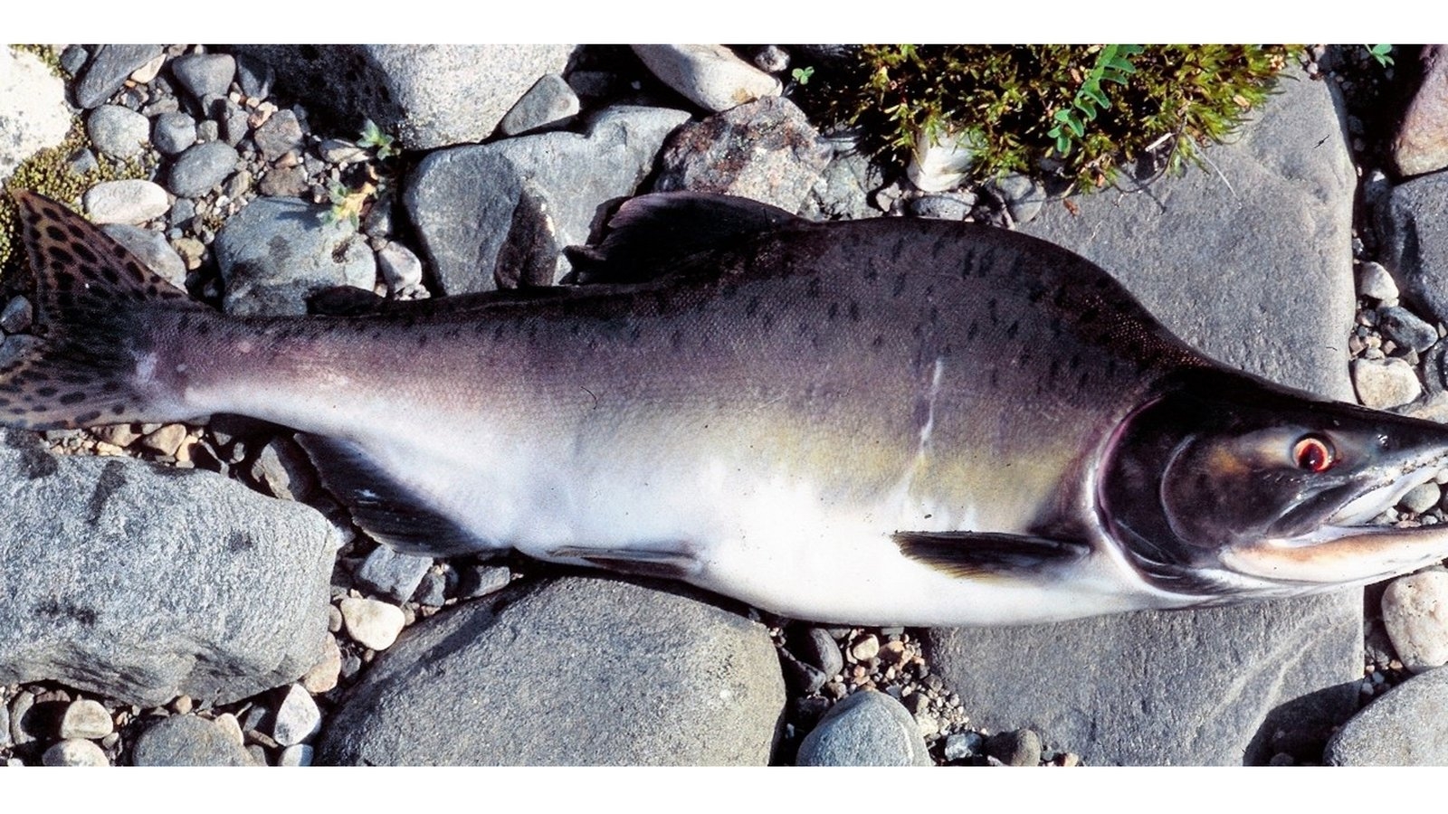 Anglers urged to report sightings of Pacific pink salmon in Irish rivers