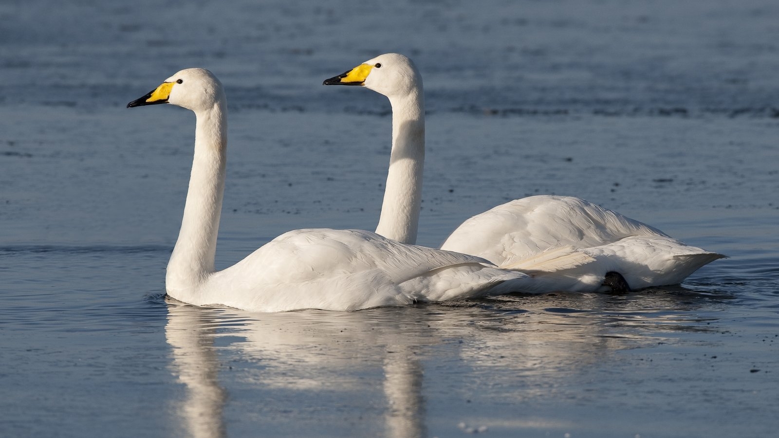 Stormont may have breached duty to protect wild bird sites
