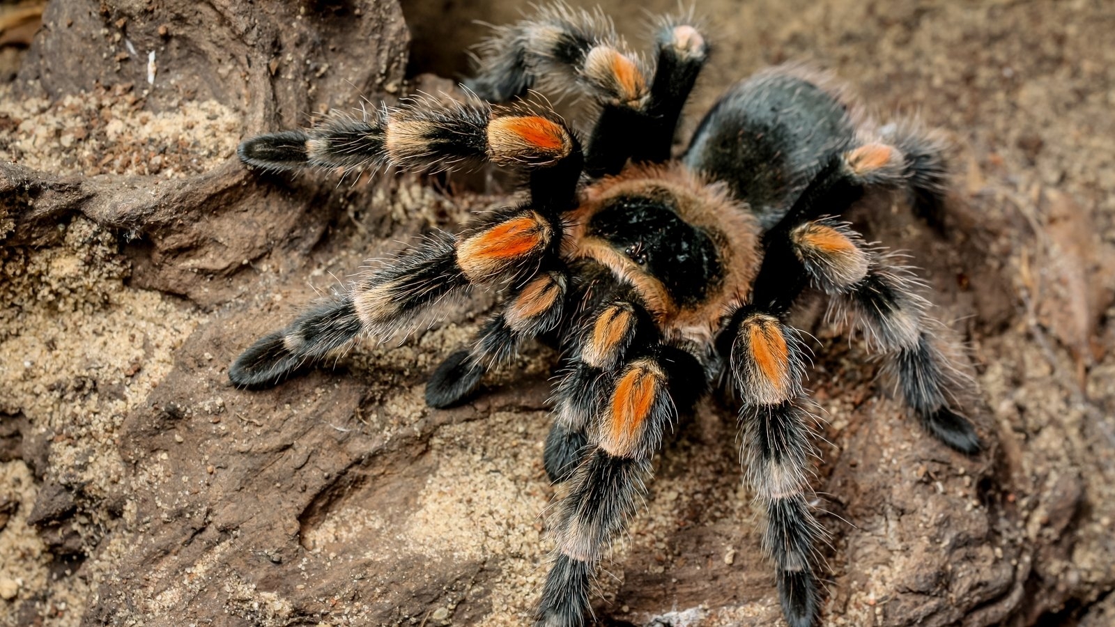 Indian smuggler stopped with possums, lizards, tarantulas
