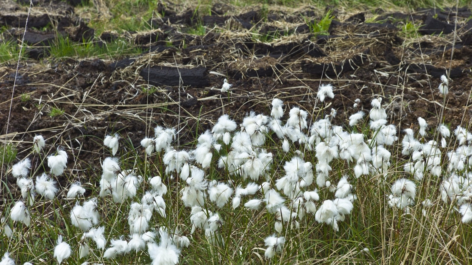 Mapping Ireland's peatlands to help cut carbon emissions