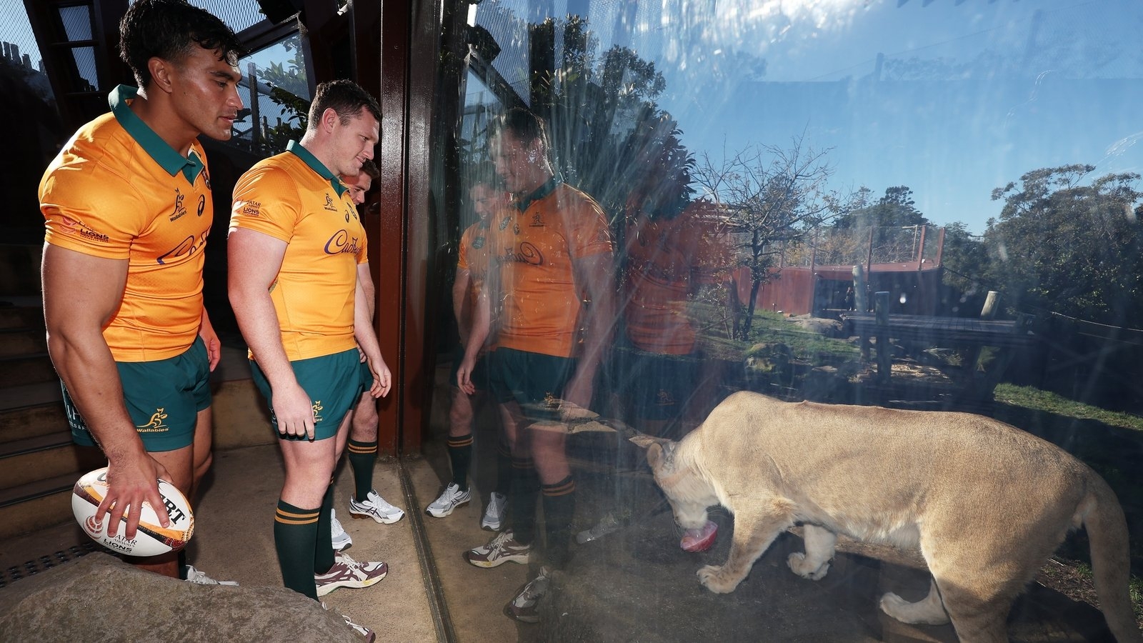 Australia's Joseph Suaalii fit to face the Lions after broken jaw