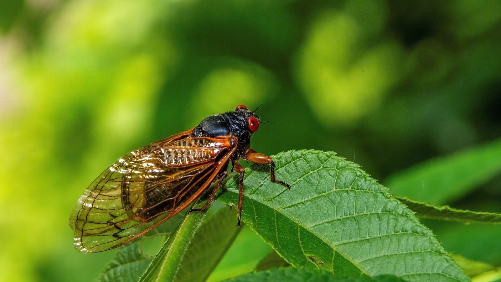 'Back from the dead' - musical cicadas reintroduced to UK