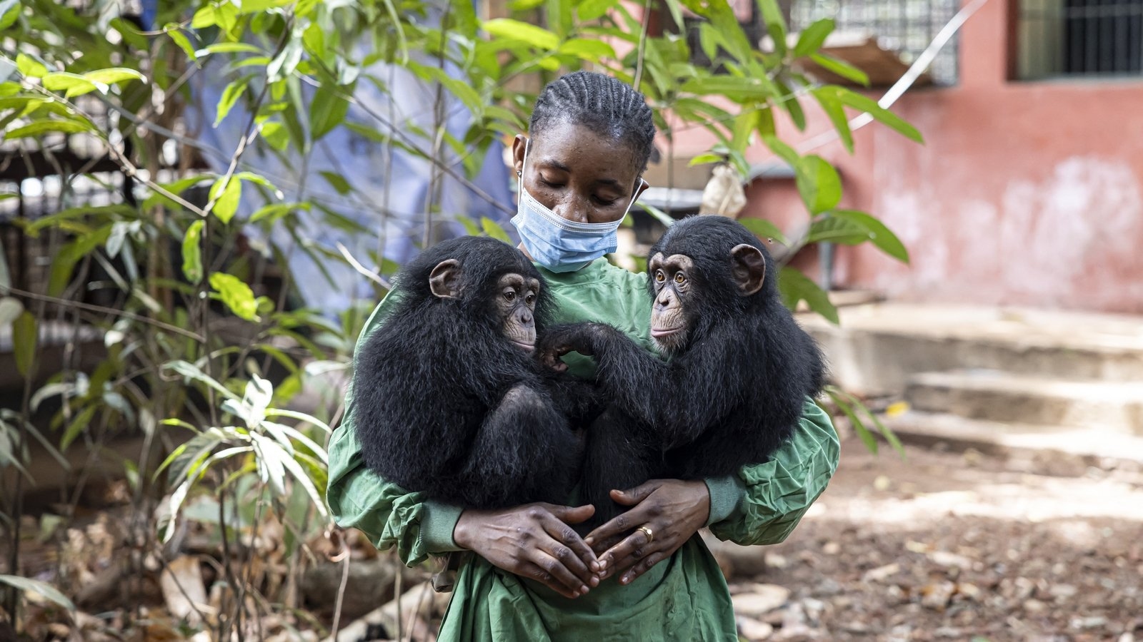 Deforestation in Sierra Leone national park threatens chimps, humans alike