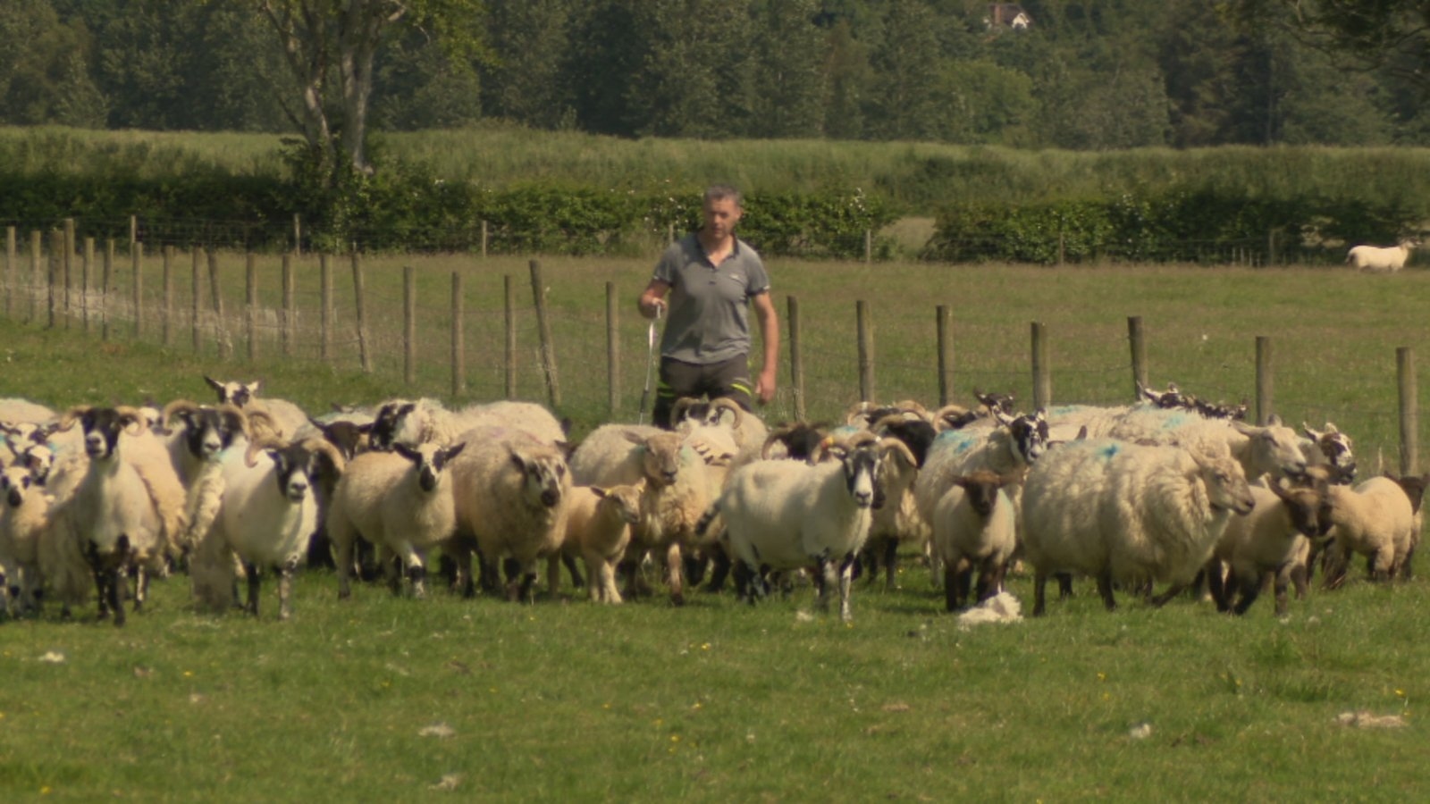 Plans afoot to create Irish wool brand mark