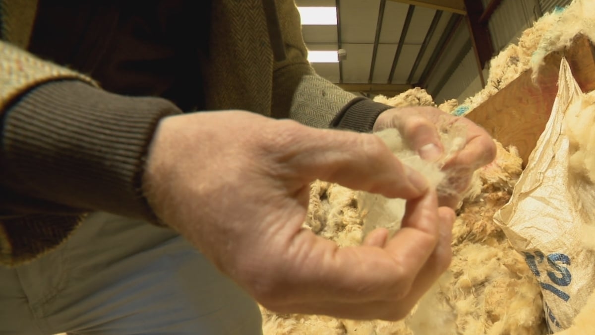 Plans to create Irish wool brand mark, 'raise prices at farm gate'