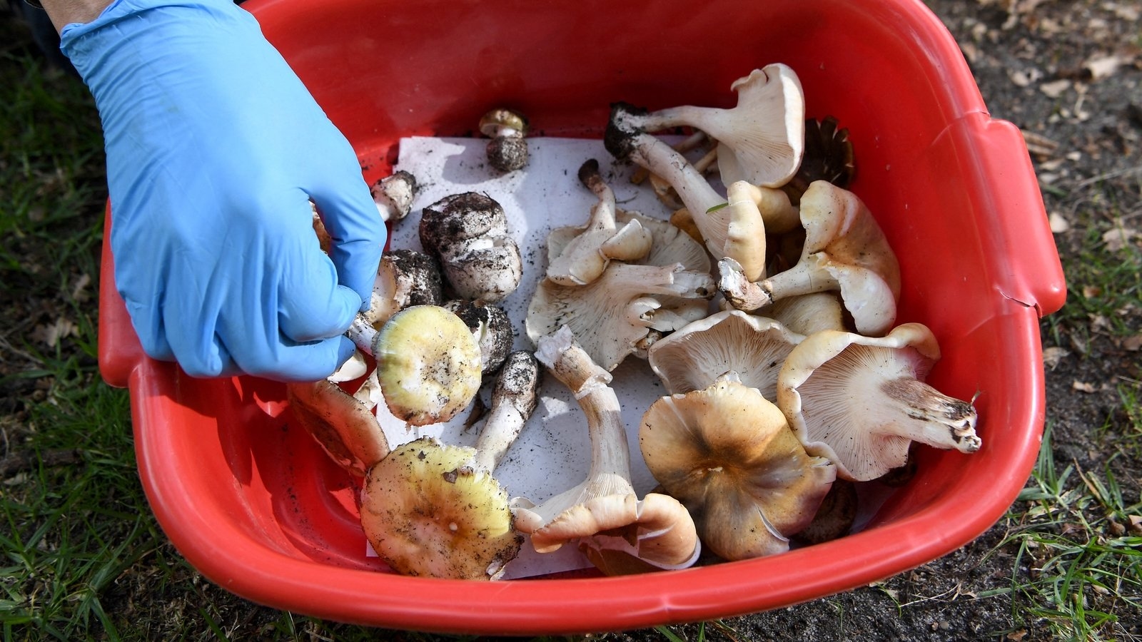 The toxic fungi at centre of Australia's mushroom murders