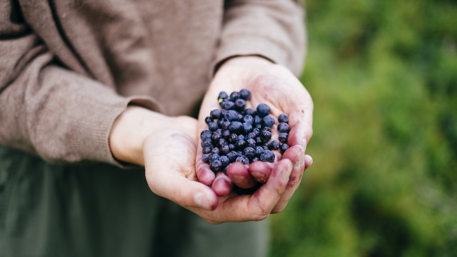 It's Bilberry Sunday this weekend but have you ever eaten one?