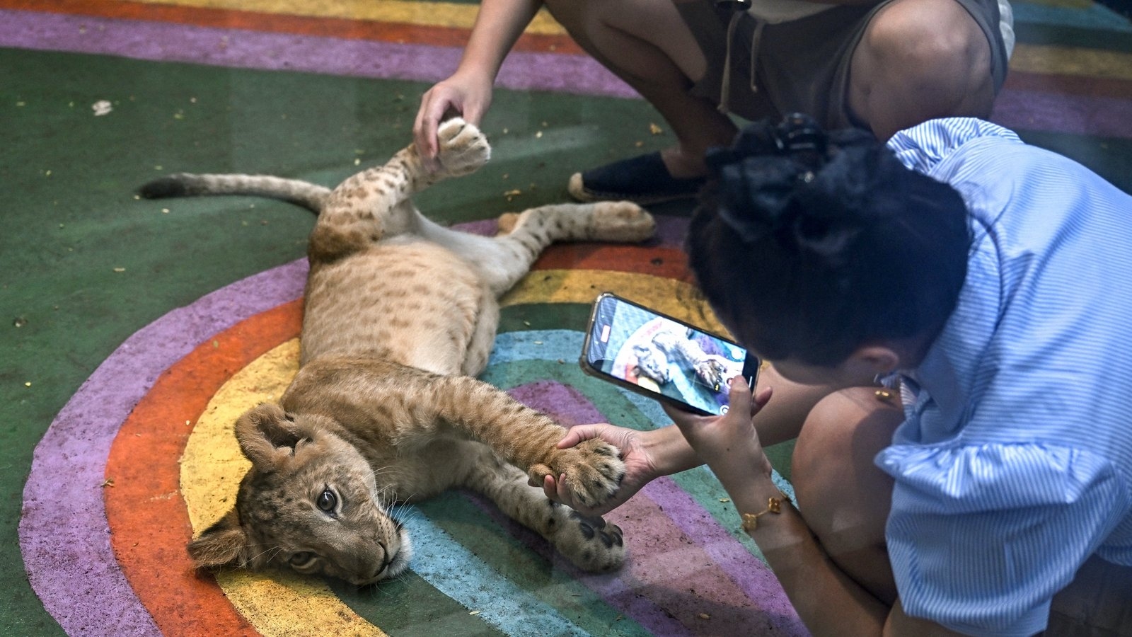 'Absolute madness': Thailand's pet lion problem