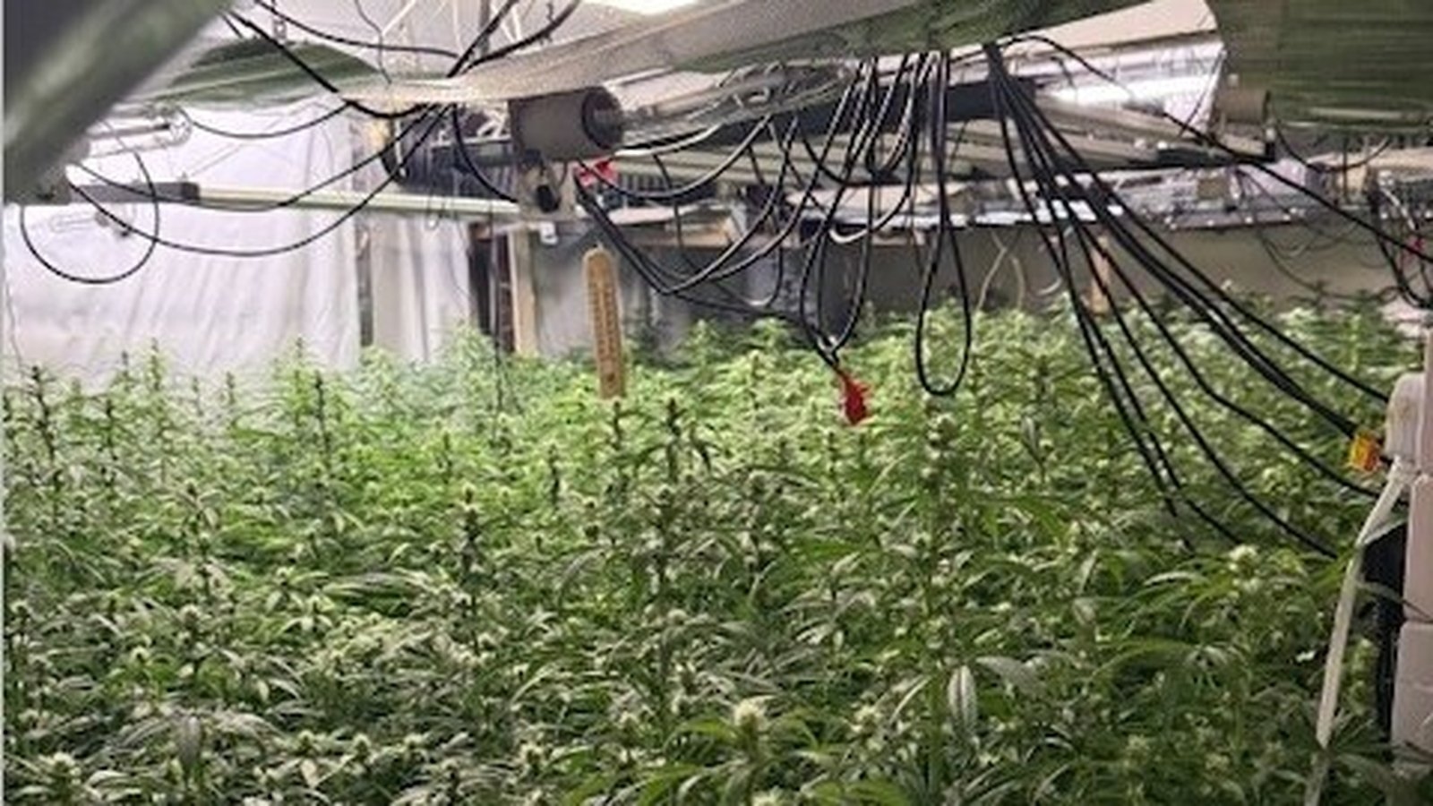 Two arrested after €750,000 worth of cannabis seized in Co Louth