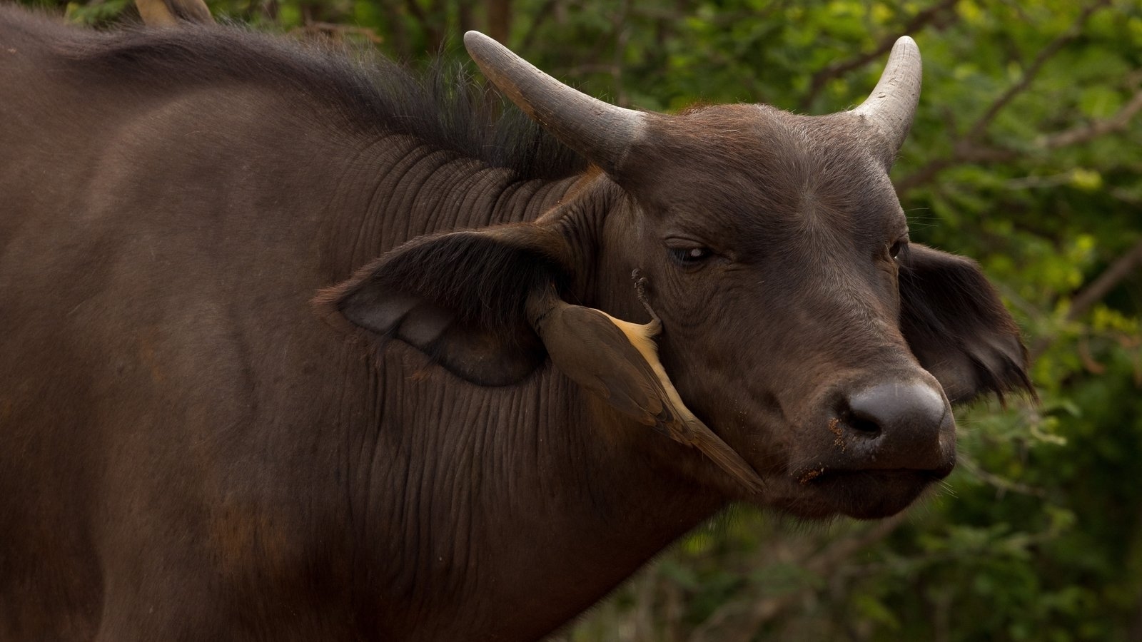Buffalo kills American trophy hunter in South Africa