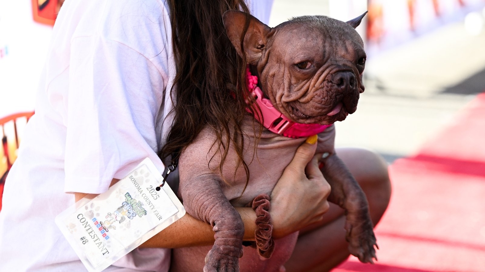 'World's Ugliest Dog' 2025 crowned in California