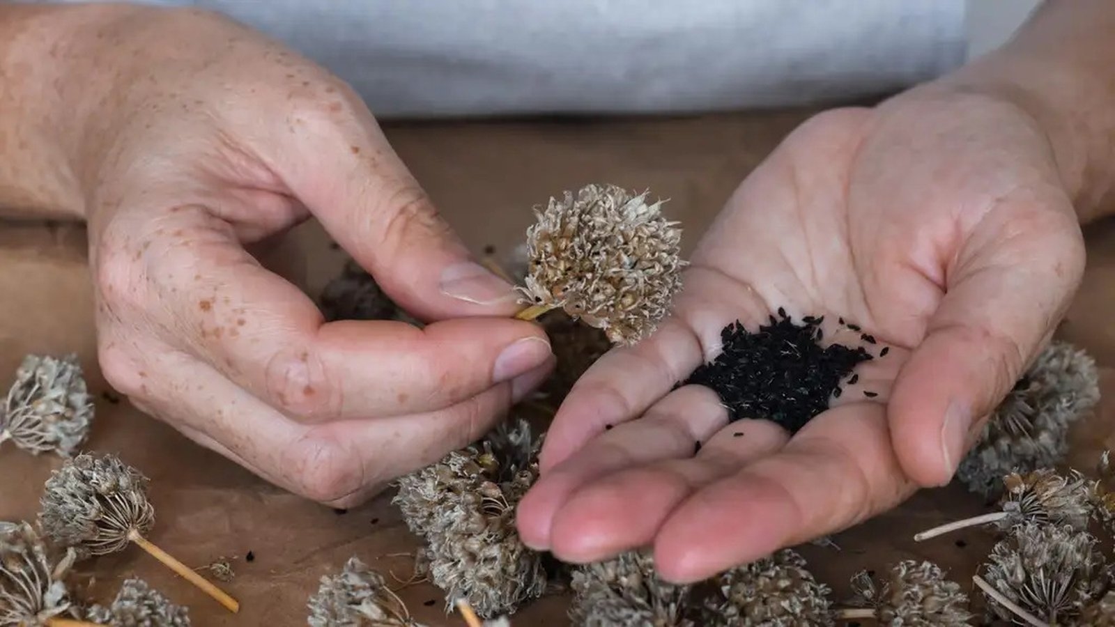 Which seeds should you be collecting and why?