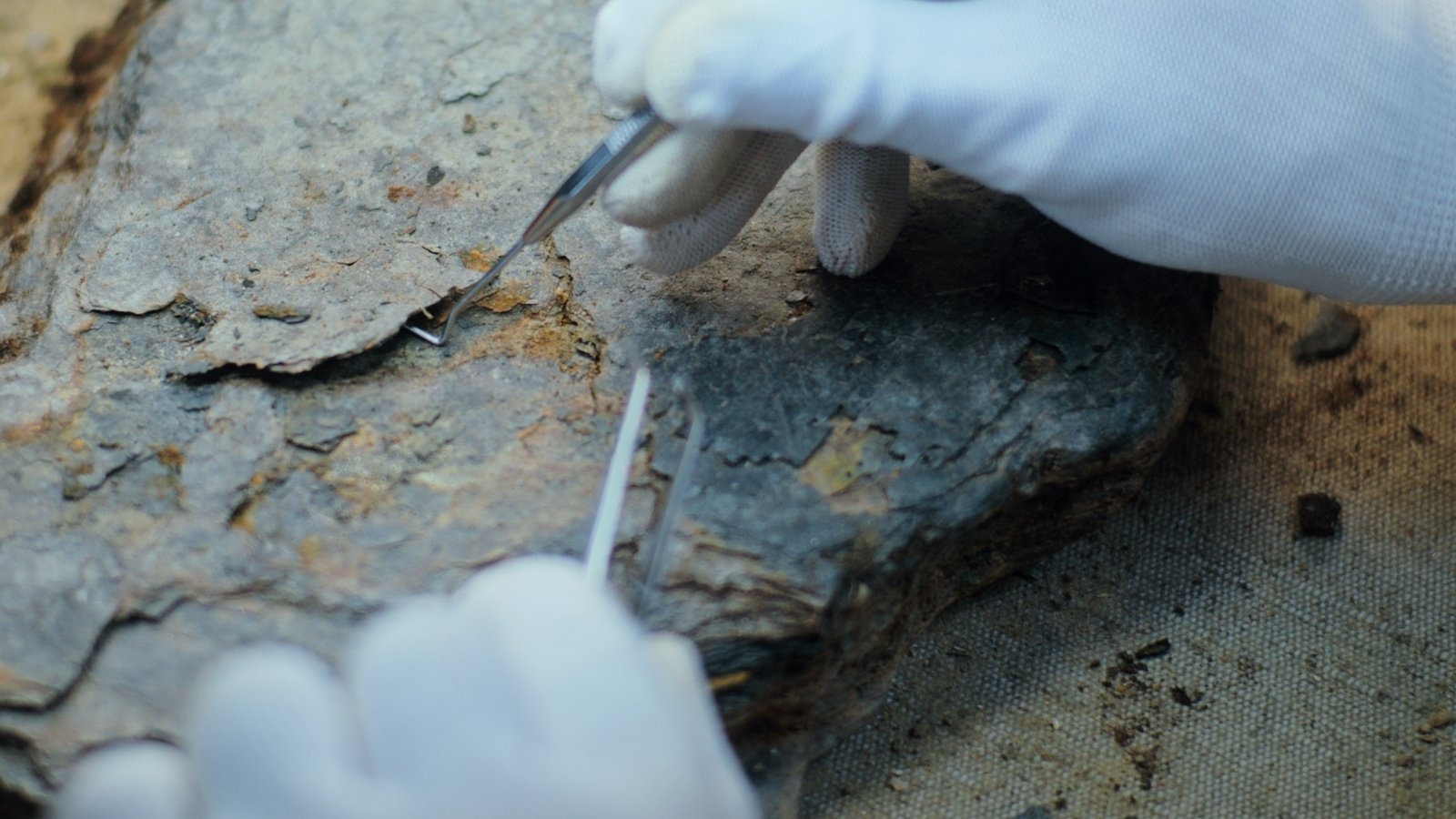 Scientists find 74-million-year-old mammal fossil in Chile