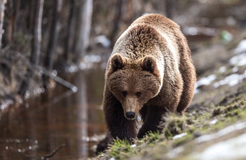 Belarus allows bear hunting for first time since 1990