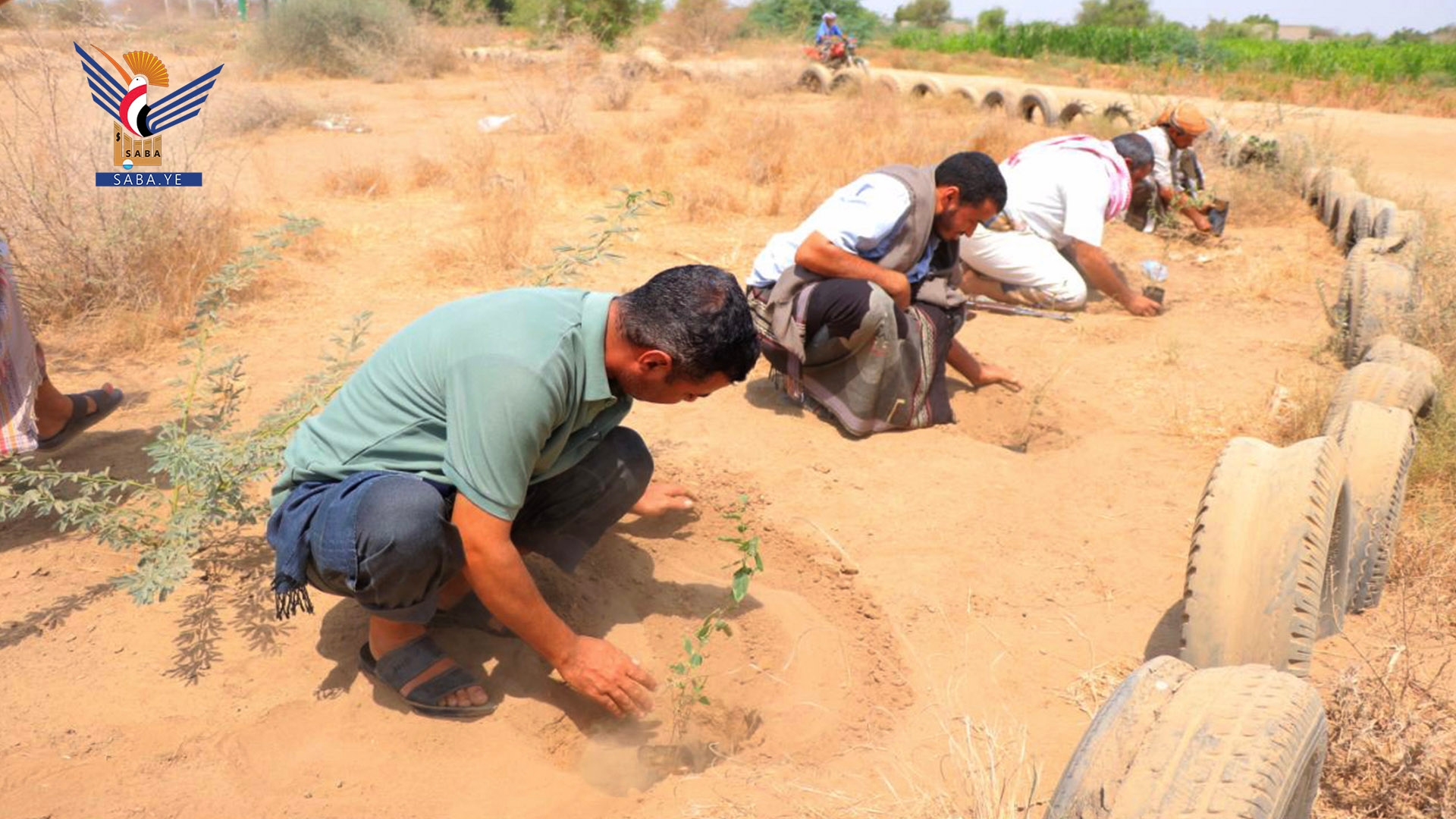 Launching second phase of 20,000 seedlings planting project