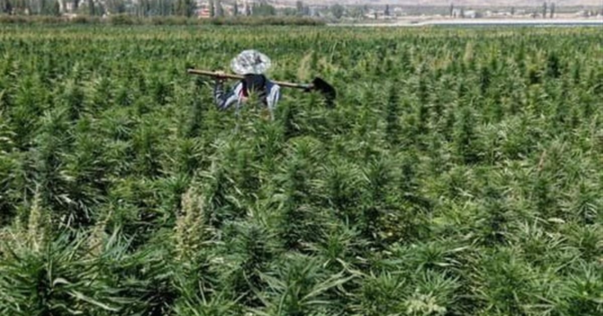 لبنان يخسر المليارات... فمتى يستفيد من "الذّهب الأخضر"؟