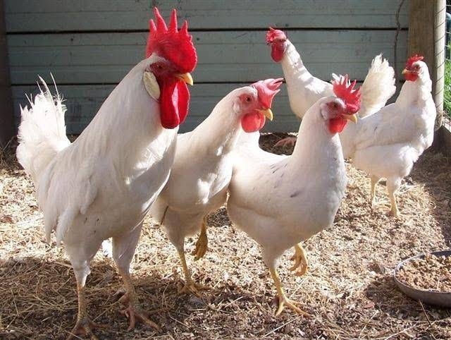 تراجع الطلب على الدواجن وانخفاض الأسعار في الأسواق