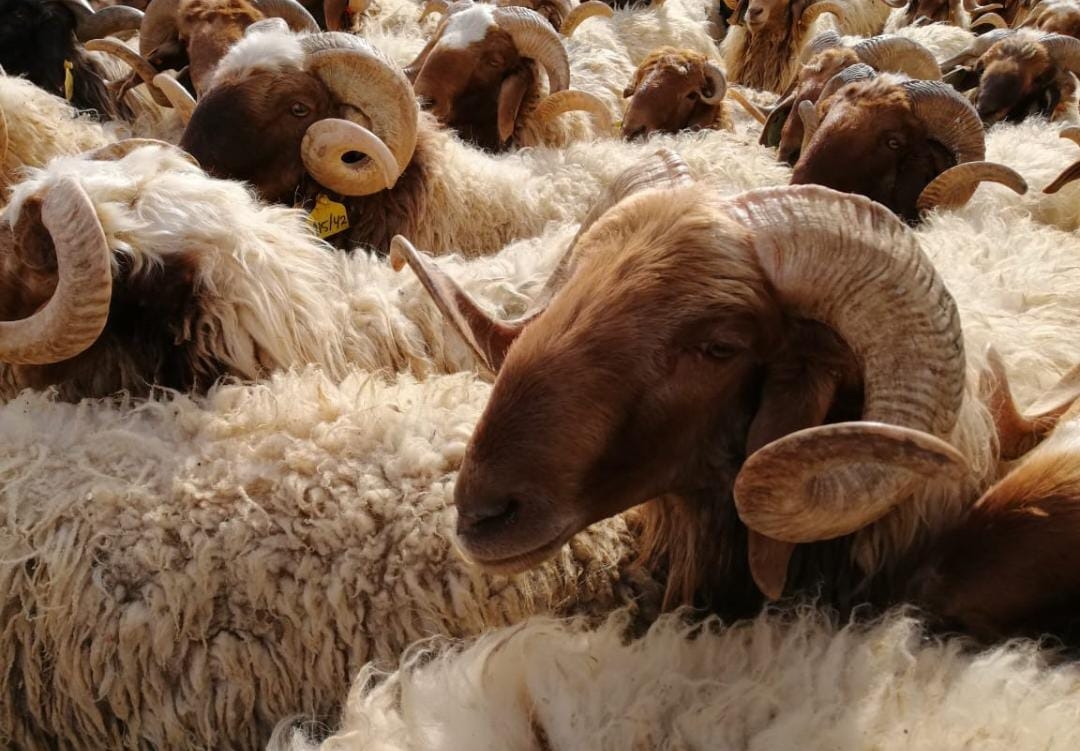 بدء استقبال طلبات حظائر بيع الأضاحي إلكترونياً