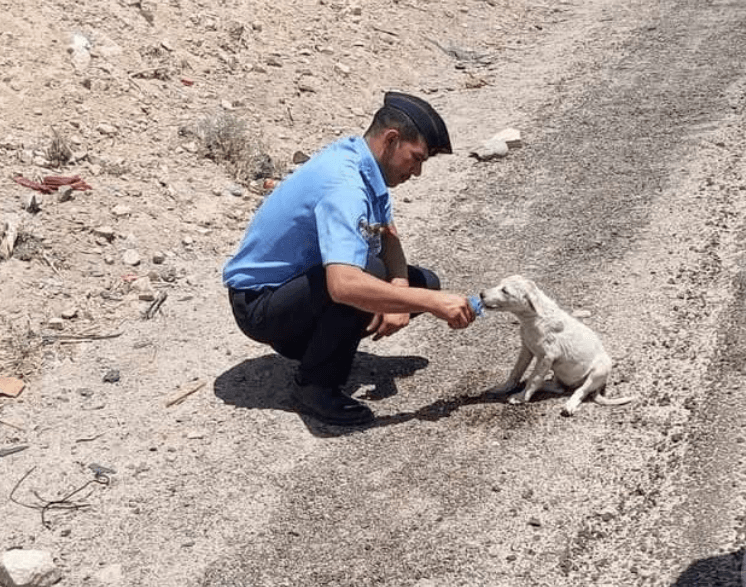 صورة لضابط أمن أردني يسقي كلبا الماء في الأجواء الحارة