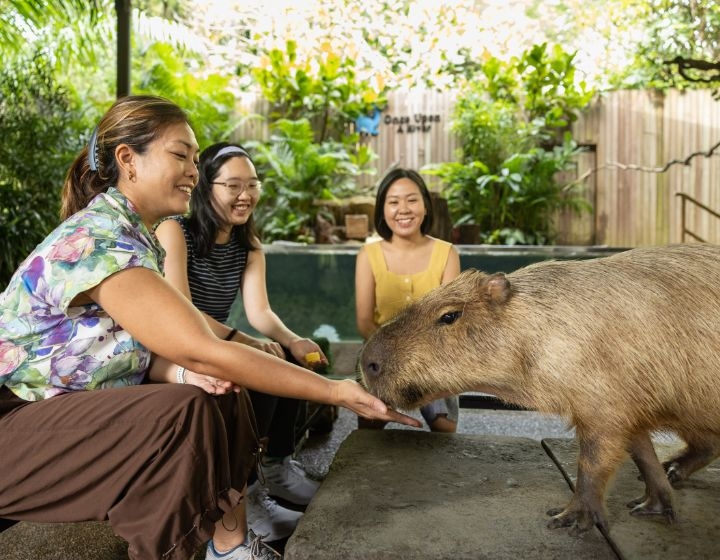 SG60 Deals, New Animal Encounters & More At The Mandai Wildlife Reserve This School Holidays!