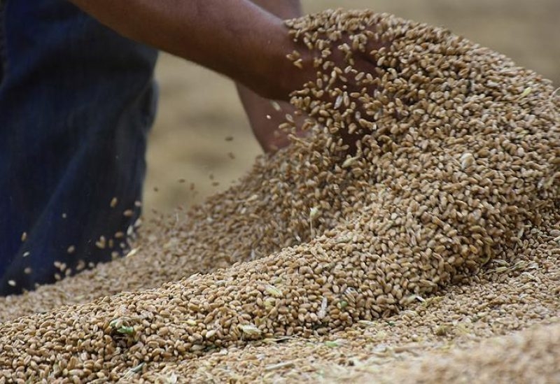 الأردن يشتري ما يقدر بنحو 60 ألف طن من القمح في مناقصة