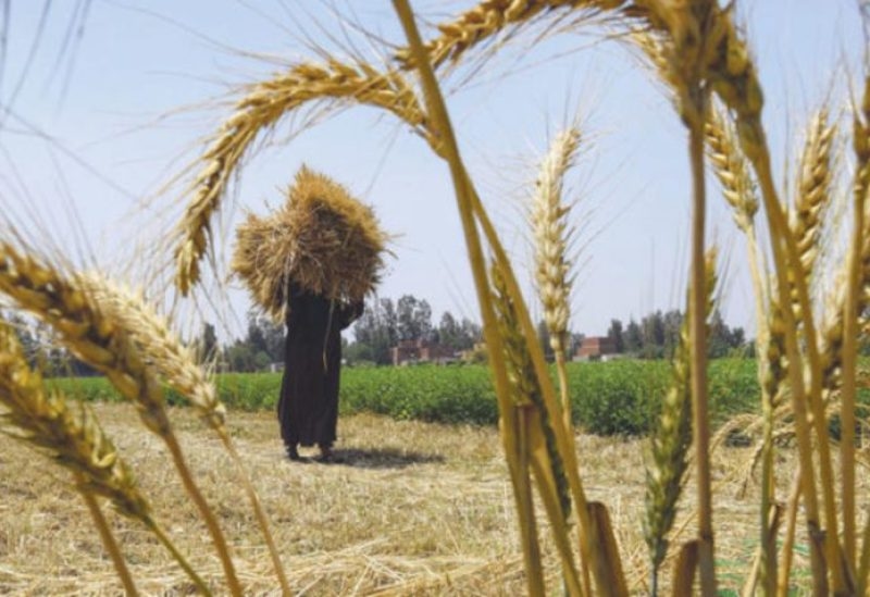 انخفاض أسعار صادرات القمح الروسي الأسبوع الماضي