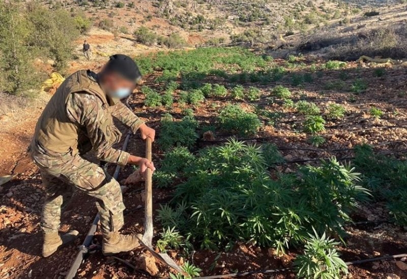 في بعلبك.. الجيش يشن حملة مداهمات ويتلف دونمات مزروعة بالحشيشة!