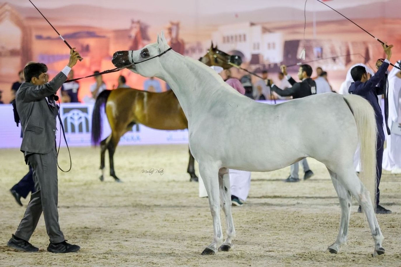 البحرين تستضيف البطولة الثانية لكأس الإمارات العالمي لجمال الخيل العربية