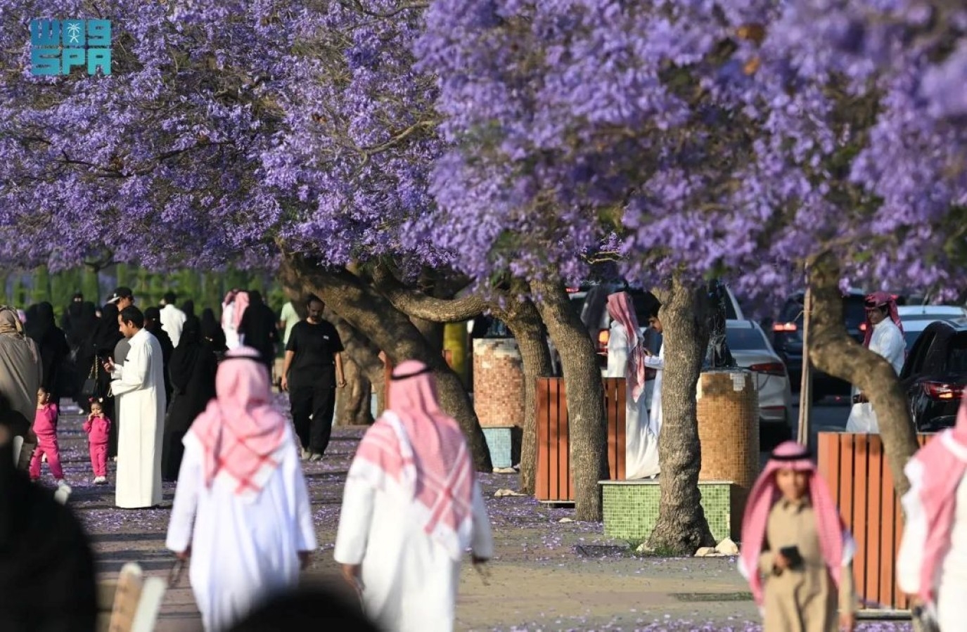 أزهار الجاكرندا تجذب زوار مدينة أبها جنوب السعودية