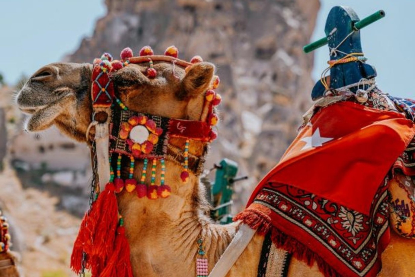 في اليوم العالمي لها.. الإبل كنوزٌ مقاومةٌ لتغير المناخ وتُعزز الاقتصادات المحلية