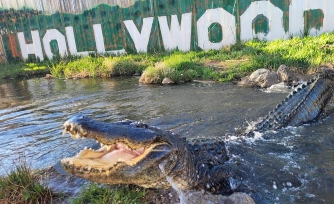 Morris The Alligator From 'Happy Gilmore' Dead At Over 80 Years Old