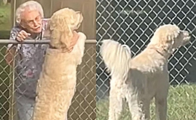 Dog Goes Viral Waiting For Treats From 94-Year-Old Neighbor Following Death