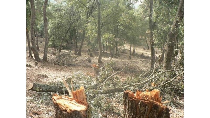 ضبط اعتداء على 120 شجرة حرجية في عجلون